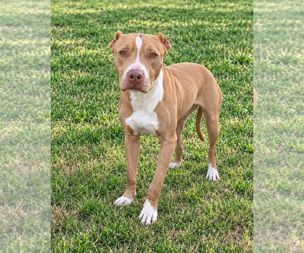Medium Photo #4 American Pit Bull Terrier-Unknown Mix Puppy For Sale in McKinney, TX, USA
