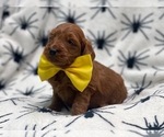 Small Photo #11 Goldendoodle (Miniature) Puppy For Sale in LAKELAND, FL, USA