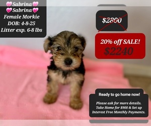 Morkie Puppy for sale in TUCSON, AZ, USA
