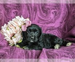 Small Photo #4 Cocker Spaniel Puppy For Sale in LANCASTER, PA, USA