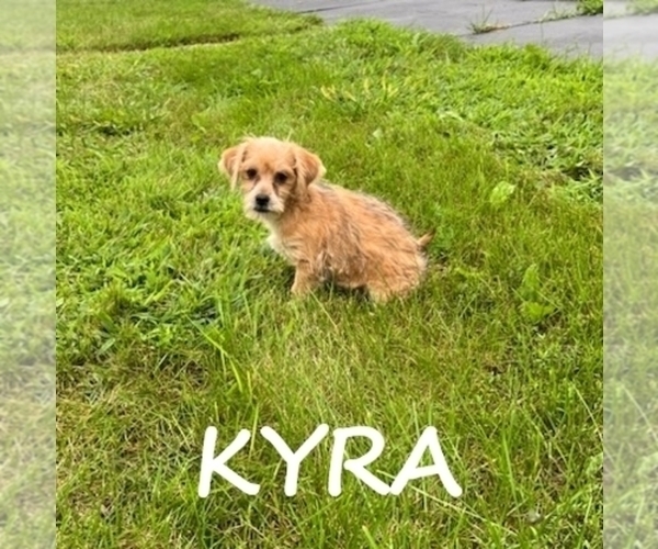 Medium Photo #1 Shorkie Tzu Puppy For Sale in HARTLAND, MN, USA