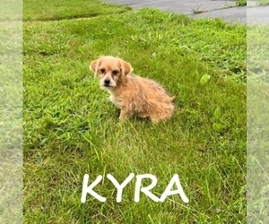 Shorkie Tzu Puppy for sale in HARTLAND, MN, USA