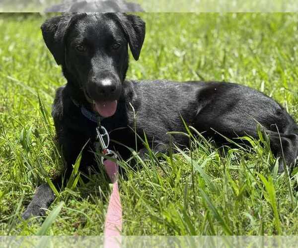 Medium Photo #5 Mutt Puppy For Sale in Candler, NC, USA
