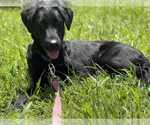 Small Photo #5 Mutt Puppy For Sale in Candler, NC, USA