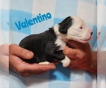 Small Photo #4 Sheepadoodle Puppy For Sale in EASLEY, SC, USA