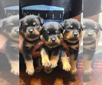 Small Photo #15 Rottweiler Puppy For Sale in SAN BERNARDINO, CA, USA