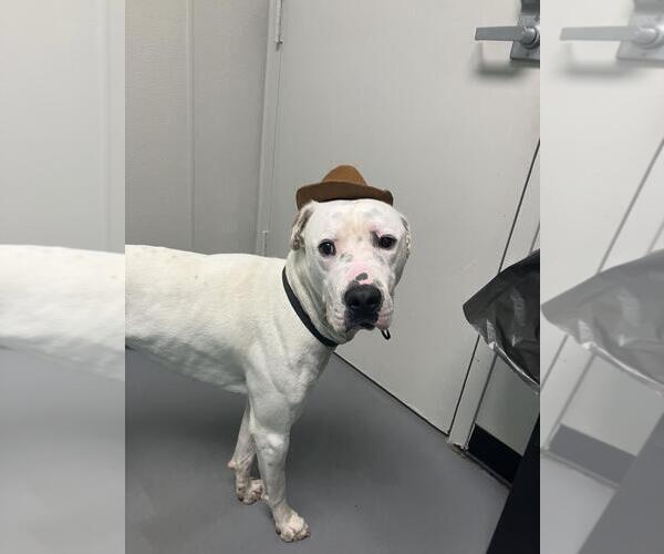 Medium Photo #1 American Pit Bull Terrier-Unknown Mix Puppy For Sale in Fort Collins, CO, USA