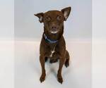 Small #5 Chihuahua Mix