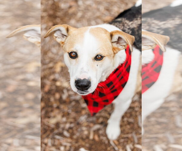 Medium Photo #5 Beagle-Unknown Mix Puppy For Sale in McKinney, TX, USA