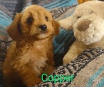 Small Photo #1 Cavachon-Poodle (Miniature) Mix Puppy For Sale in FREWSBURG, NY, USA