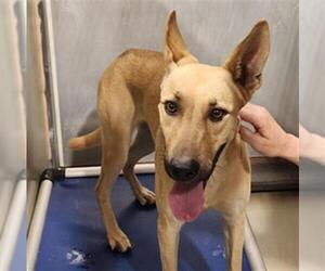 Shepradors Dogs for adoption in Bakersfield, CA, USA