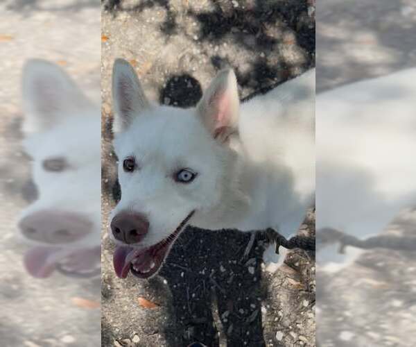 Medium Photo #4 Siberian Husky-Unknown Mix Puppy For Sale in Rowlett, TX, USA