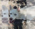 Small #3 Siberian Husky Mix