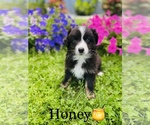 Small Photo #4 Australian Shepherd Puppy For Sale in COOKEVILLE, TN, USA