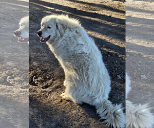 ASGEIR - Male Anatolian Pyrenees Dog for Adoption - Photo #2