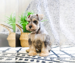 Small Photo #20 Schnauzer (Miniature) Puppy For Sale in SYRACUSE, IN, USA