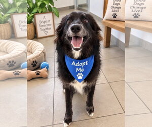 Callie - Female Border Collie-Unknown Mix Dog for Adoption - Photo #2