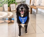 Small Photo #2 Border Collie-Unknown Mix Puppy For Sale in Euless, TX, USA