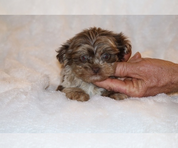 Medium Photo #6 ShihPoo Puppy For Sale in DYERSBURG, TN, USA