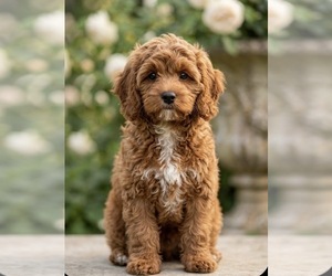 Cavapoo (Standard) Puppy for sale in LANCASTER, PA, USA