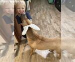 Small #5 American Pit Bull Terrier-Chinese Shar-Pei Mix