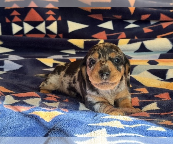 Medium Photo #1 Dachshund Puppy For Sale in WENATCHEE, WA, USA