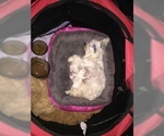Small Photo #18 Maltese Puppy For Sale in BRKN ARW, OK, USA