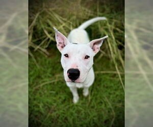 Bull Terrier-Unknown Mix Dogs for adoption in Pleasanton, TX, USA
