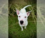 Small Bull Terrier Mix