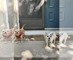 Small #3 Chihuahua Mix