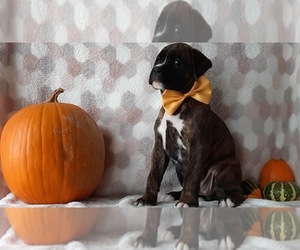 Boxer Puppy for sale in LANCASTER, PA, USA