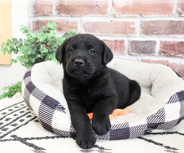 Medium Photo #3 Labrador Retriever Puppy For Sale in SYRACUSE, IN, USA