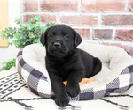 Small #2 Labrador Retriever