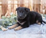 Small #2 German Shepherd Dog