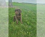 Small #3 Labrador Retriever