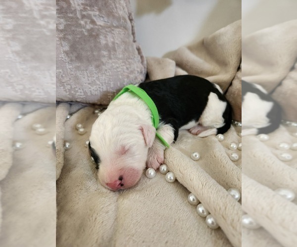 Medium Photo #19 Sheepadoodle Puppy For Sale in LEHI, UT, USA