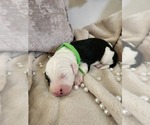 Small #5 Sheepadoodle