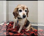 Small #2 Beagle