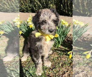 Australian Shepherd-Doodle Mix Puppy for sale in RUDY, AR, USA