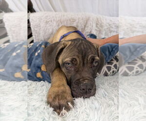 Mutt Dogs for adoption in Goodyear, AZ, USA