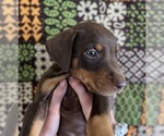 Small Doberman Pinscher