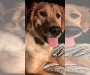 Mother of the Golden Retriever puppies born on 04/26/2025