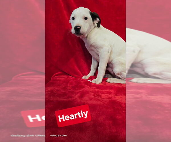 Medium Photo #5 Mutt Puppy For Sale in Foristell, MO, USA