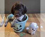 Puppy Jr German Shorthaired Pointer
