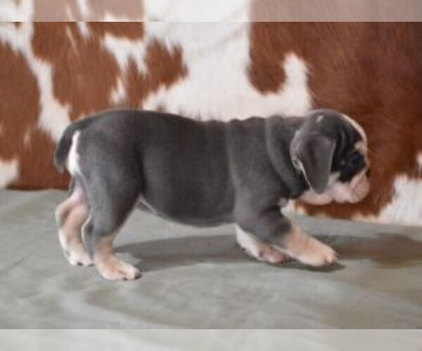 Medium Photo #7 English Bulldog Puppy For Sale in MARSHFIELD, MO, USA