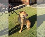 Small #1 German Shepherd Dog Mix
