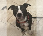 Small Photo #1 Staffordshire Bull Terrier Puppy For Sale in WEST SACRAMENTO, CA, USA