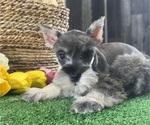 Small #3 Schnauzer (Miniature)