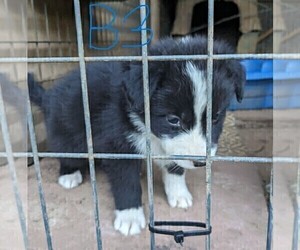 Miniature Australian Shepherd Puppy for sale in ADAIRSVILLE, GA, USA