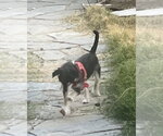 Small #6 Chihuahua Mix